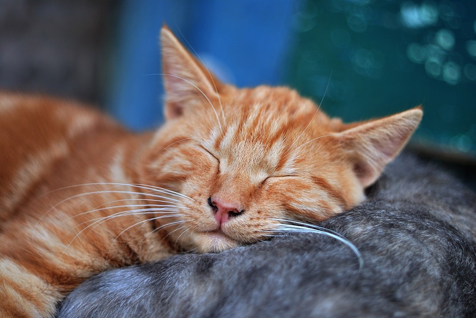 orange cat resting post workout